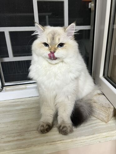 şotlant pişik: Самец