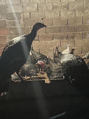 Индюки: Продаю | Индюшка (самка), Индюк (самец), Индюшата | Черный принц, Северокавказская | На забой, Для разведения | Племенные — 10