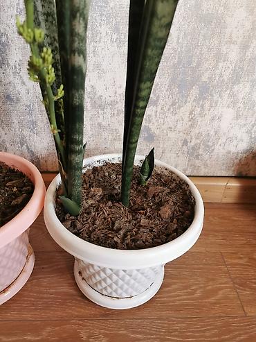 yolka satilir: Sansevieria - bol oksigen verir, otağın havasını təmizləyir. Uşaq — 5