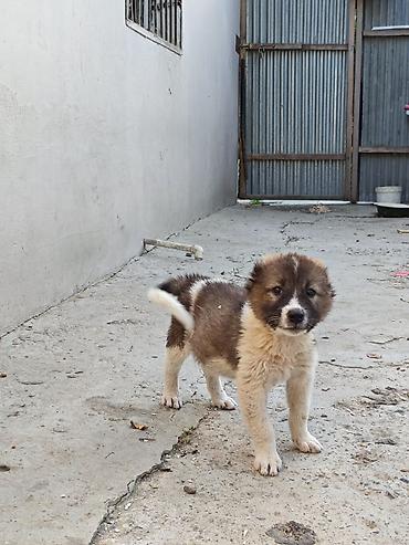 Heyvanlar: Qafqaz çoban iti, 1 ay, Erkək, Peyvəndli, Ödənişli çatdırılma, Rayonlara çatdırılma, Ünvandan götürmə — 4