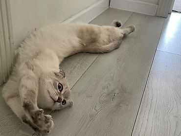 наполнитель: Скотиш Фолд (Шотландская вислоухая), 1 год, Девочка, Белый, Приучена к лотку, Проглистована, С прививками — 2