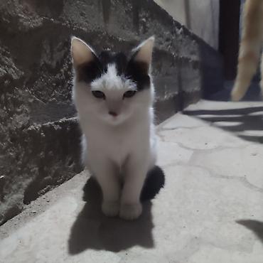 black cat: Кошка даром: Беспородная, 4 месяца, Мальчик, Приучена к лотку — 3