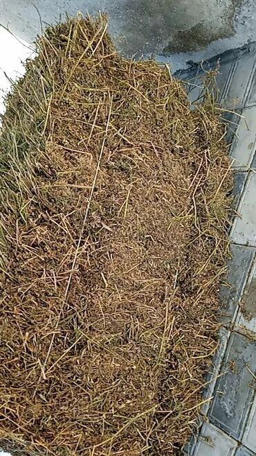 котята в баку бесплатно: Sırf yoncadir tər-təmiz istəyən olsa əlaqə yarada billər nömrə qeyd