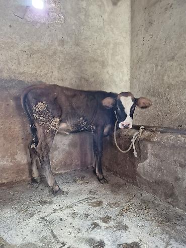 cins ineklerin satisi 2018: Dana, buzov, Dişi, ay: 4, Damazlıq — 6