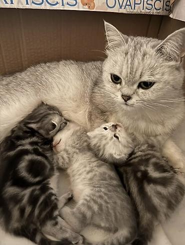 сиамская кошка даром: Британская короткошёрстная, 1 месяц, Мальчик, Серебристая шиншилла, Приучена к лотку — 1