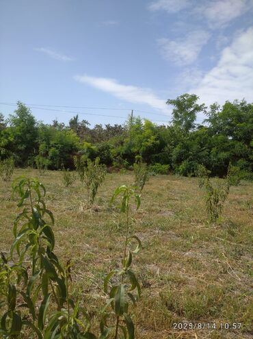 Torpaq sahələrinin satışı: 13 sot, Kənd təsərrüfatı, Barter mümkündür, Kupça (Çıxarış) — 7