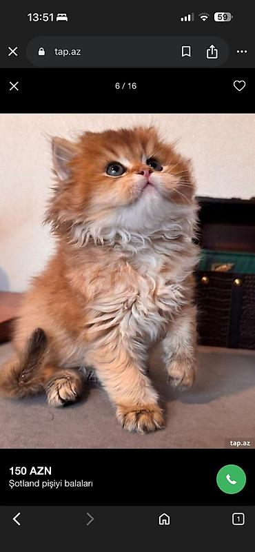 Pişiklər: Britan — 7