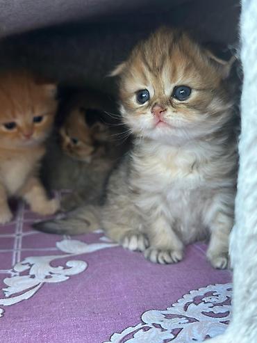 Pişiklər: Şotland — 4