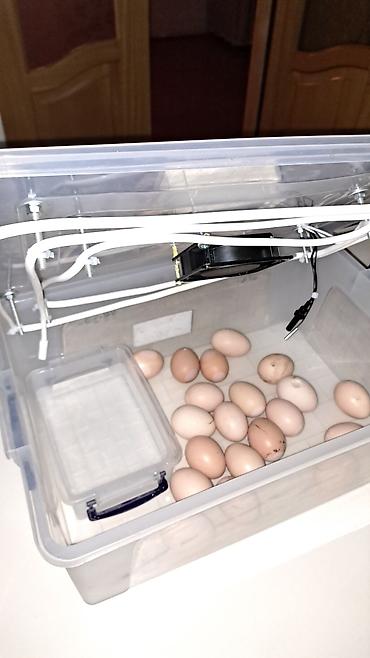 İnkubatorlar: Tam avtomat — 7