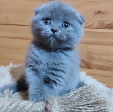 кошка балыкчы: Продаются шотландские котята,скоттиш-фолд,окрас голубой,есть мальчики