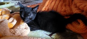 ищу котят: Отдам в добрые руки! Котята домашние. К лотку приучены, в еде не — 6