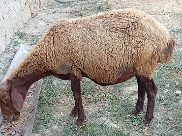 jersey cinsi: Boğaz qoyun 4ayna yetrə yetirdi hər il əkiz doğur — 9