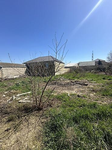kupça: 6 sot, Tikinti, Maklerlər narahat etməsin, Kupça (Çıxarış) — 6