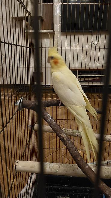 Зоотовары: 2 ədəd Corella quşu. ümumilikdə 100 Azn verilir 2 quş və qəfəs — 2