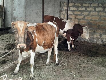Dana, buzov: Süd verən heyvandı. Üçü birlikdə satılır. Qiyməti razılaşma yolu ilə — 2