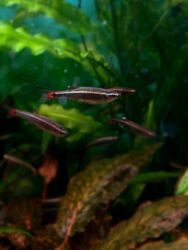 Аквариумы: Здравствуйте! 🌿 Вас приветствует магазин аквариумистики Green Aqua. У at lalafo.kg — 7 Аквариумы: Здравствуйте! 🌿 Вас приветствует магазин аквариумистики Green Aqua. У — 7