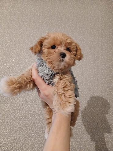 İtlər: 3 ay, Dişi, Peyvəndli, Ünvandan götürmə — 7