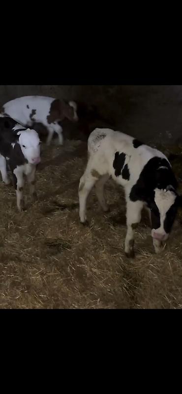 Dana, buzov: Satış üçün buzovlar - Növ: südlük/dana növü, qarışıq ləkəli rənglər — 5