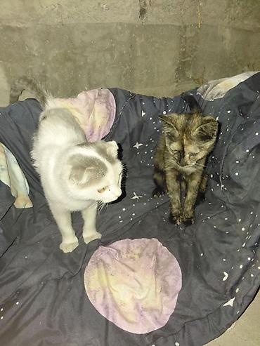 вислоухие котята даром: Кошка даром: Скотиш Фолд (Шотландская вислоухая), Девочка — 4