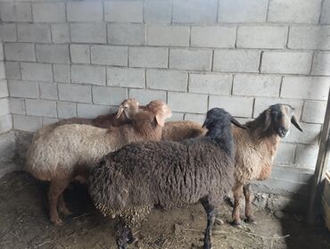Баран, овца: Продаю | Баран (самец) | Арашан | Для разведения | Осеменитель — 10