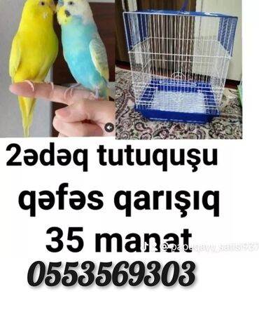 Qəfəslər: Tutquşu yemə düşmüş balalar ələ öyrəşdirmək ücün danışdırmaq ücün cütü lalafo.az -da Qəfəslər: Tutquşu yemə düşmüş balalar ələ öyrəşdirmək ücün danışdırmaq ücün cütü