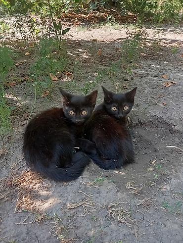 Отдадим котят — мальчика и девочку — в добрые руки. г. Ош. Описание