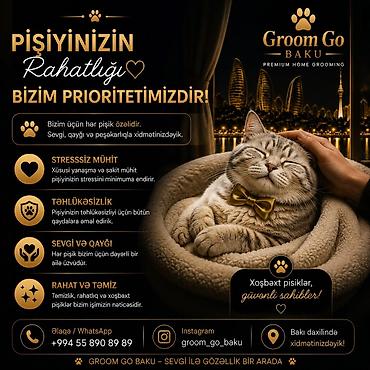 pisik hekimi: Groom Go Baku – Premium Home Grooming (Bakı daxilində) Pişiyinizin — 4