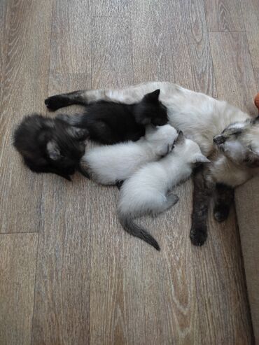 купить сиамского котенка: Кошка даром: Сиамская, 2 месяца, Мальчик