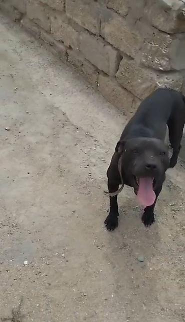 pitbul itlər: Pitbul, Peyvəndli — 2