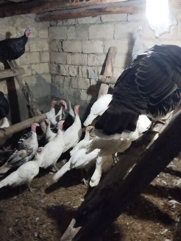купить хорька в баку: Dişi, Damazlıq