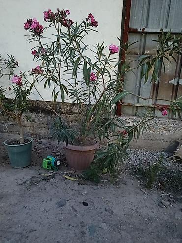 1001 роза: Комнатно-садовый куст в кадке — розовый олеандр (Nerium oleander) - — 3