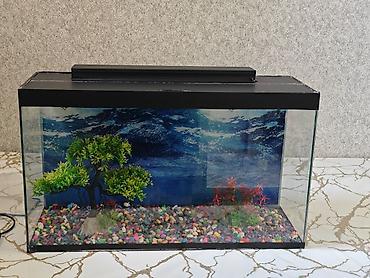 heyvanlarin satisi: Dördbucaq akvarium, Boş, 40 l, Ödənişli çatdırılma, Ünvandan götürmə — 2