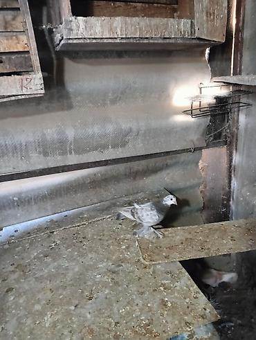 Птицы: Продаю молодых голубей 1 шт стоит пятьсот сом окончательно родители — 7