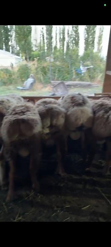 кошка с разными глазами: Продаю | Баран (самец) | Для разведения — 1