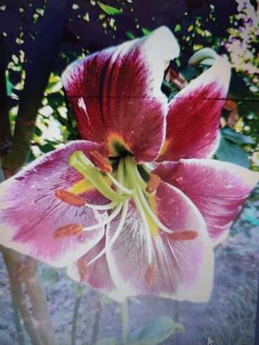 Садовые цветы и кустарники: Саженцы цветка: Платная доставка — 9