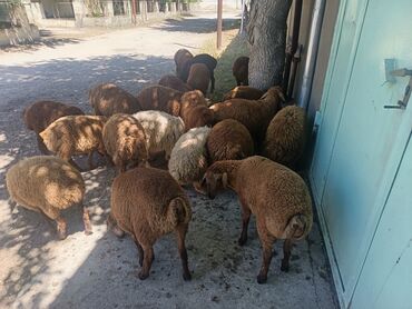 Digər kənd təsərrüfatı heyvanları: Üst üst də 250 manat