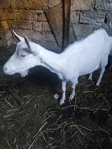keci heyvan: Süd və ət istiqamətində saxlanılan ağ və boz rəngli keçilər dəsti — 3