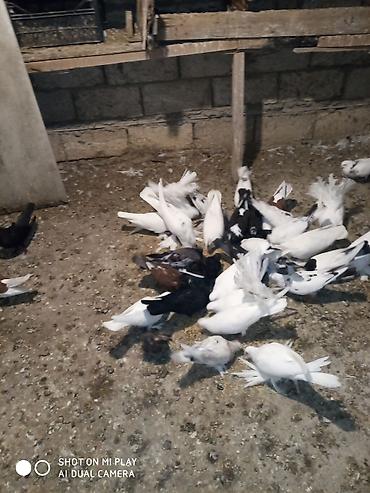 ucan: Göyərçinlər satılır sadə uçan quşlardı paqonular var cütü 10 man 15 — 4
