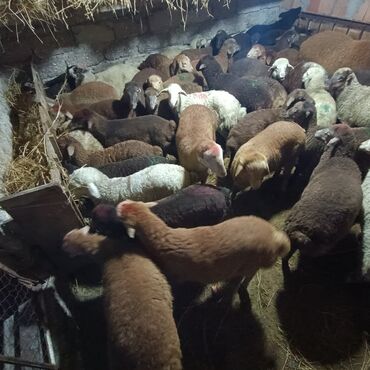 Qoyunlar, qoçlar: Salam aleyküm saxlamlıq quzularm var satram isdiyen0775431770 elaqe — 7