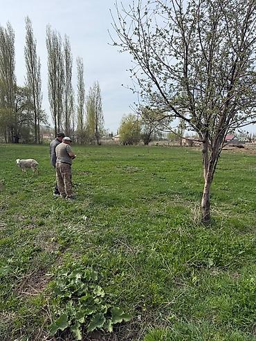 село ананьево: 29 соток, Для строительства, Красная книга, Тех паспорт — 4