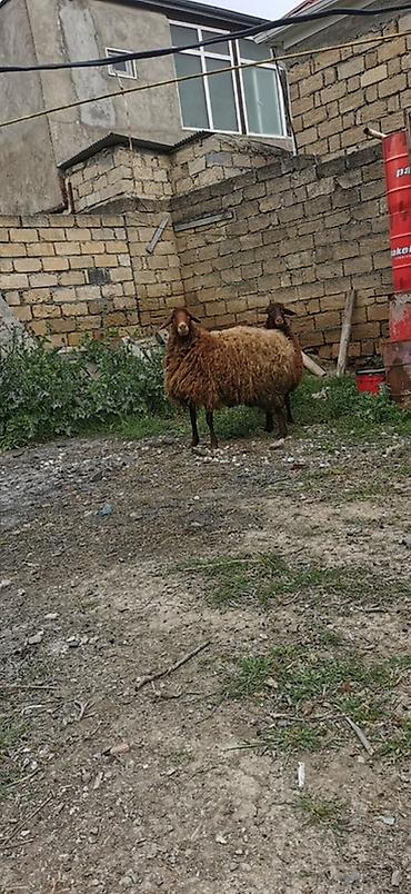 südlük inek satilir: Qoyunlar – yerli cins, qəhvəyi rəngli - Say: 2 baş 2 dişi Qala — 3