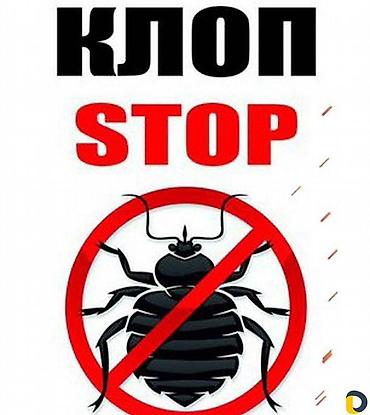 Дезинфекция, дезинсекция: Дезинфекция, дезинсекция, | Блохи, Вирусы, микробы, Клопы, | Кафе, магазины, Офисы, Подвал, погреб at lalafo.kg — 18 Дезинфекция, дезинсекция: Дезинфекция, дезинсекция, | Блохи, Вирусы, микробы, Клопы, | Кафе, магазины, Офисы, Подвал, погреб — 18