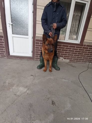 Продажа собак: Немецкая овчарка, кобель, экстерьер восточно-европейского/шоу-типа — 1