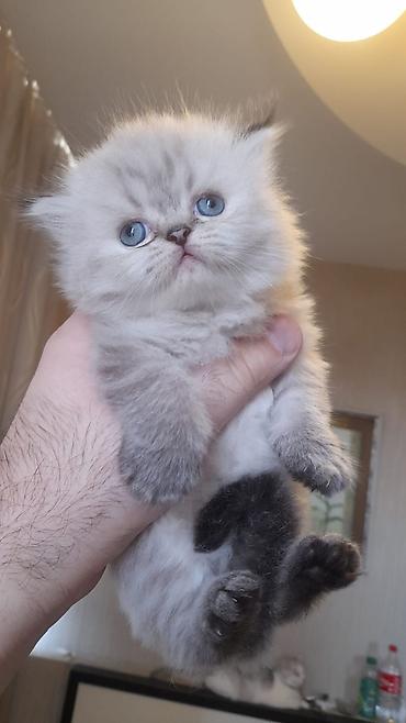 Pişiklər: Fars — 1