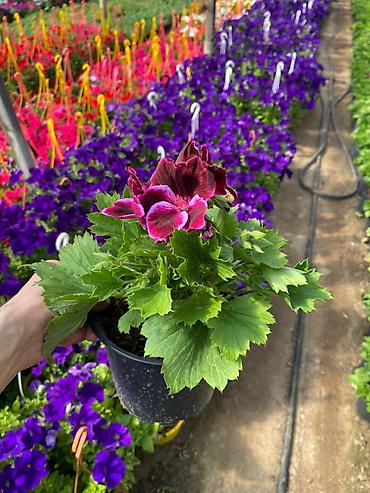 bənovşəyi gullər: Məhsul: Saksıda petuniya (Petunia) dekorativ çiçəklər Təsvir: - Rəng — 8