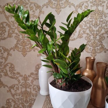 Денежное дерево: Продаю растение долларовое дерево 40см сансевиерию 70см на день — 5