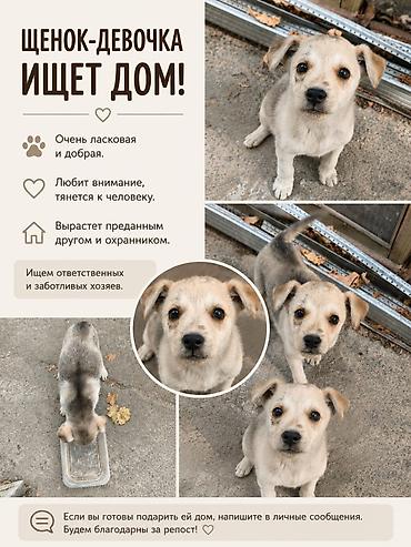 отдам щенка в добрые руки: Щенок-девочка в добрые руки - Очень ласковая, добрая, тянется к — 1