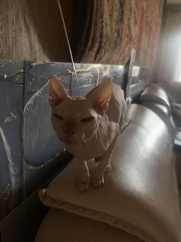 сиамскую кошку: Кошка даром: Сфинкс, 3 года, Мальчик, Приучена к лотку — 3