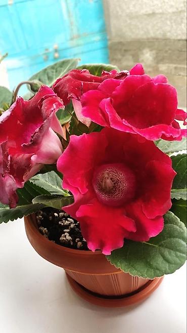 молочай цветок: Глоксиния комнатная в горшке (Gloxinia, Sinningia speciosa) - Крупные — 1