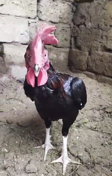 Heyratı Şana